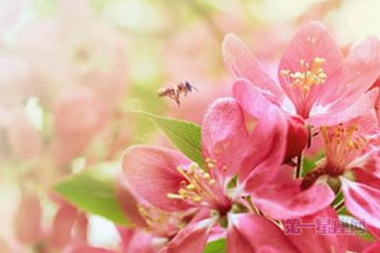 张盛舒2015年2月属鼠运势