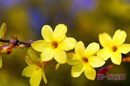 张盛舒2015年2月属猴运势