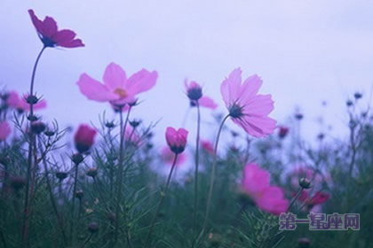 张盛舒2015年2月属羊运势