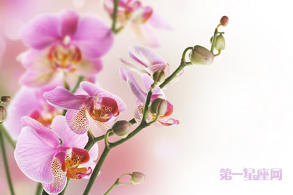 董易林2015年2月属鸡运势