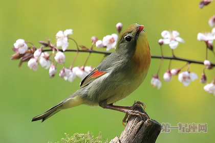 张盛舒：12生肖立春宜忌与开运